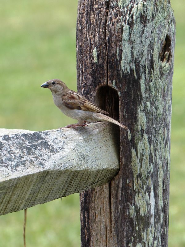 Bird Control