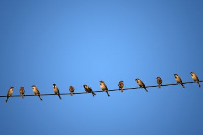 Bird Control