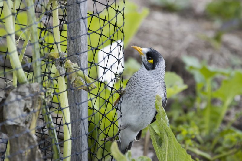 Bird exclusion netting