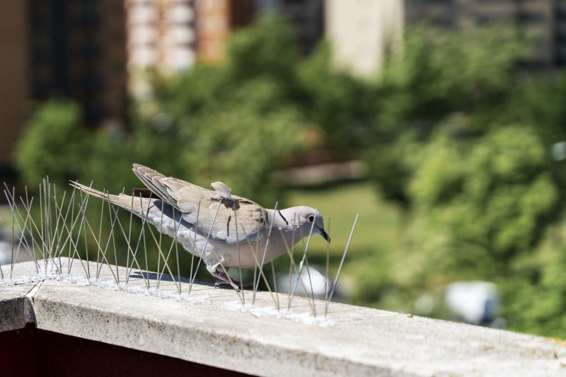 Bird activity on ledges