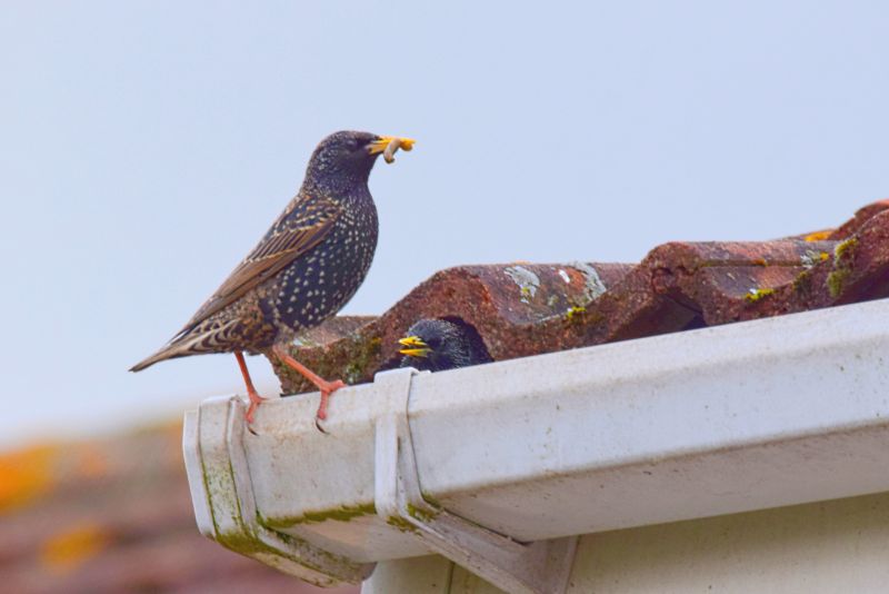 Bird Nests In Vents And Eaves: Why Safe Removal And Prevention Are Important