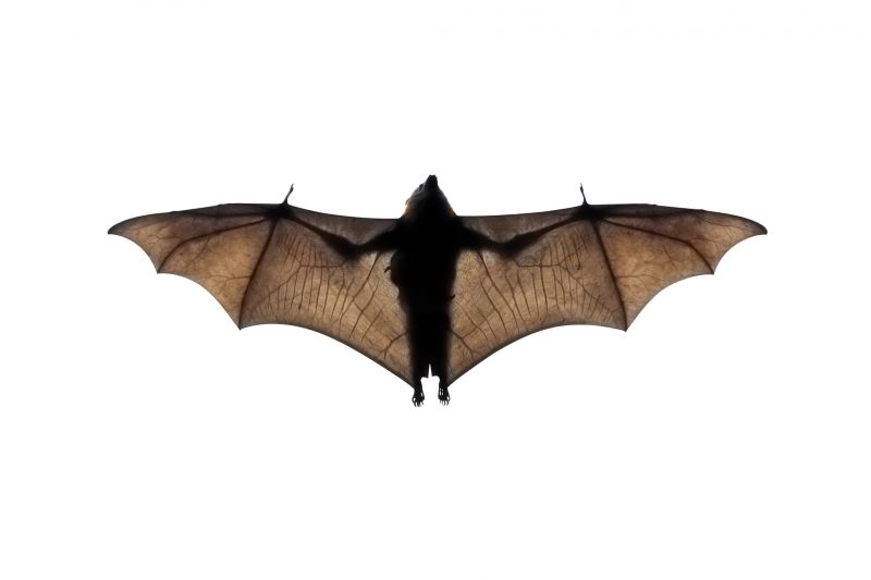 Humane Bird And Bat Deterrent Methods For Large Buildings