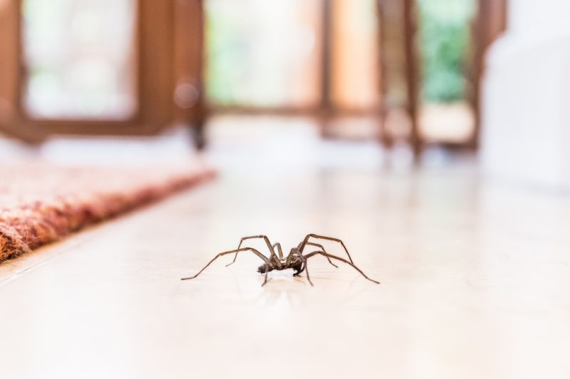Huntsman Spider Extermination in Fort Worth, TX