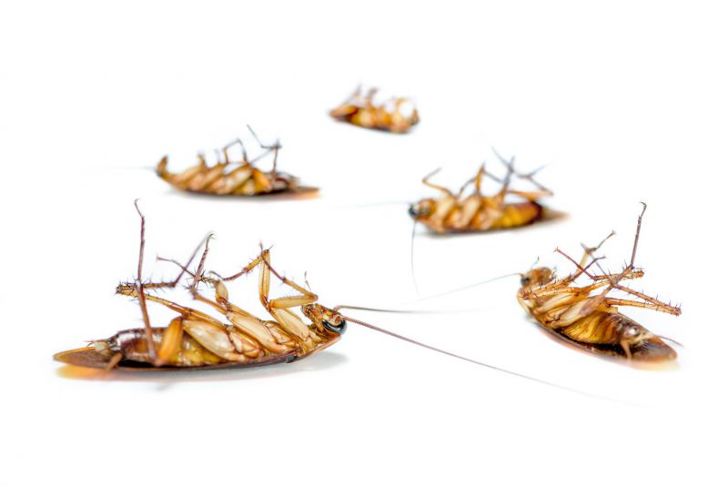 Roach Extermination