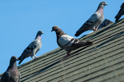Protect Your Property!