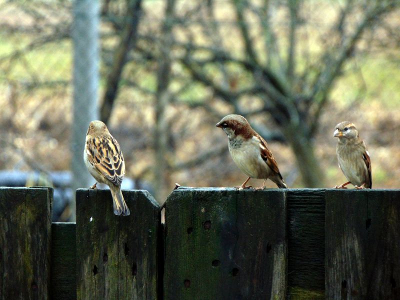 Type of Bird Species